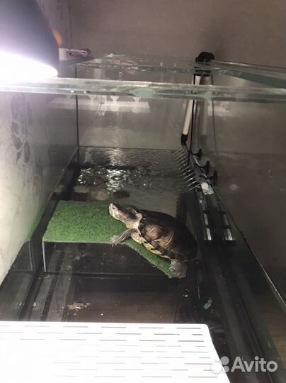 Черепаха с аквариумом