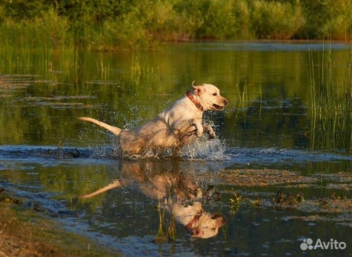 Черная девочка лабрадор