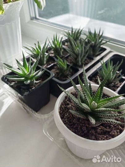 Хавортия полосатая