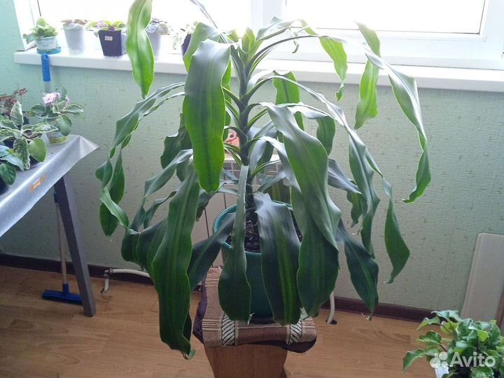 Драцена широколистная
