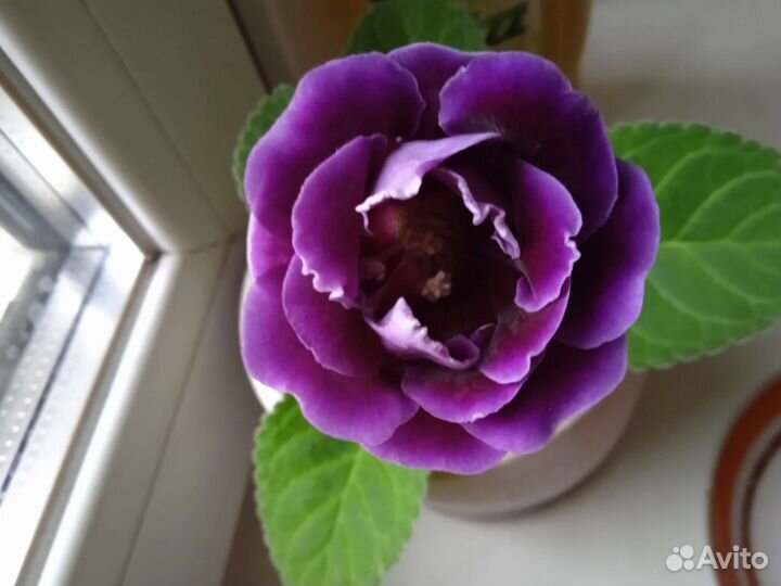 Глоксиния махр., лист