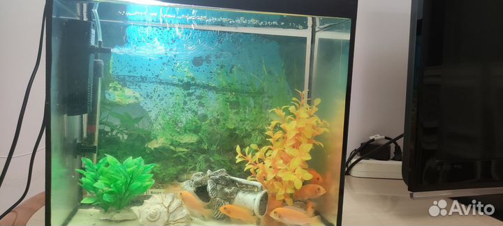 Цихлиды рыбки аквариум