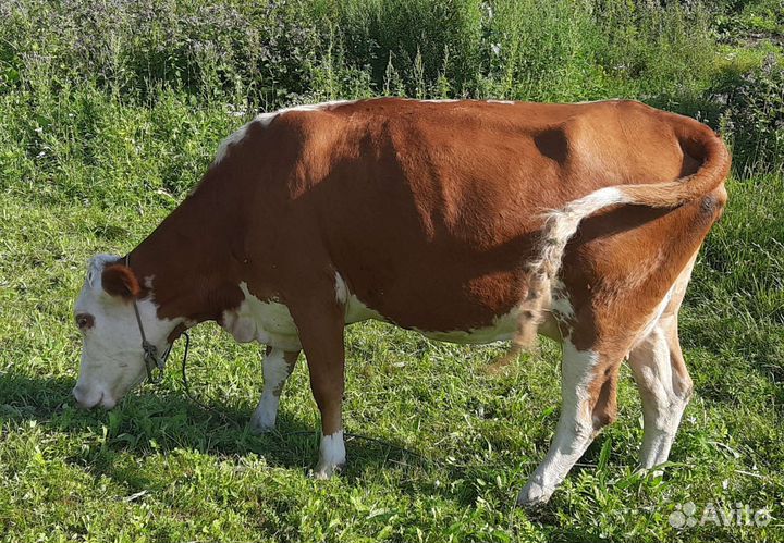 Корова дойная