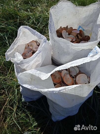 Ракушка морского гребешка