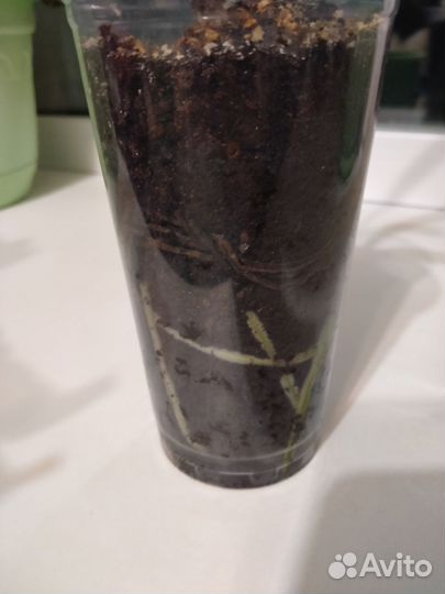 Гиппеаструм