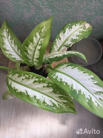 Комнатные цветы Диффенбахия