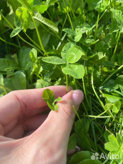 Клевер четырехлистный