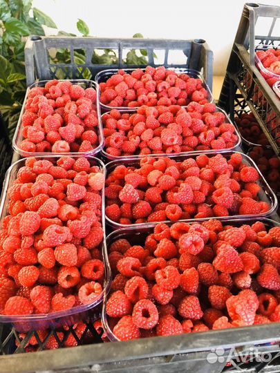 Саженцы малины сорт полька