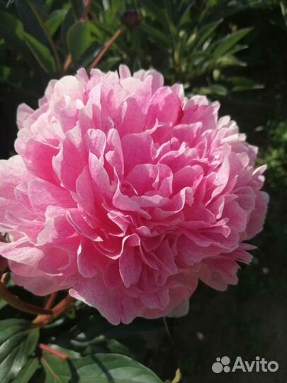 Пионы сортовые