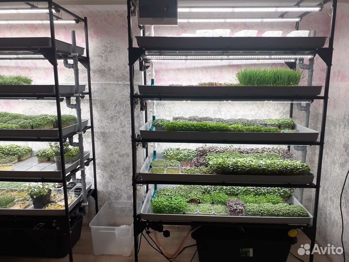 Продажа микрозелени,витграсс,бейби лист