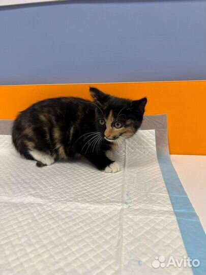 Кошки в добрые руки бесплатно