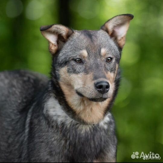 Собака в добрые руки ищет дом