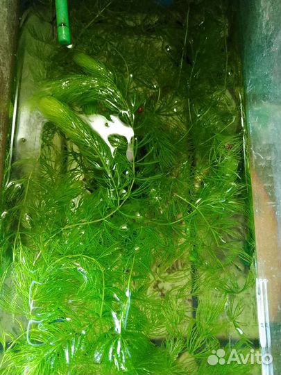 Все для аквариума