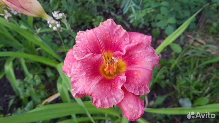 Цветы для сада. Многолетние растения