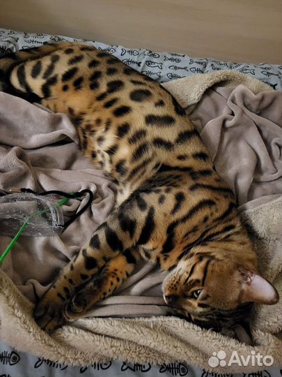 Кот бенгальский для вязки