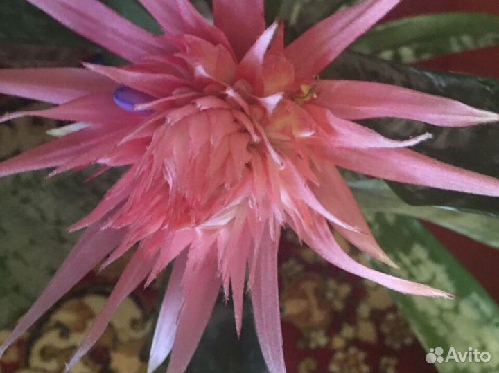 Комн цветы разные