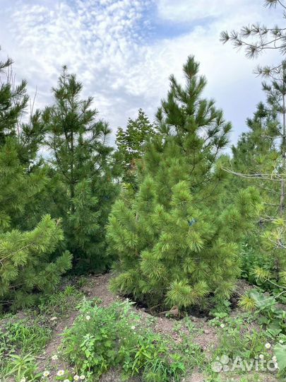 Деревья. Крупномеры. Оптом. Ель. Сосна.Клен от50шт