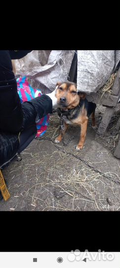 Маленькая собака в добрые руки