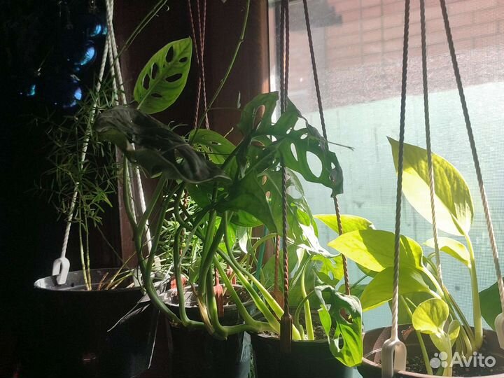 Комнатные растения