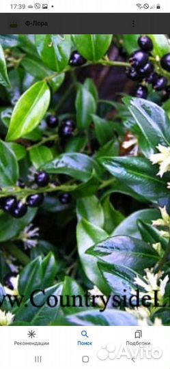 Саркококка, Жимолость Традесканция, Дицентра