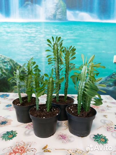 Молочай трехгранный (треугольный)