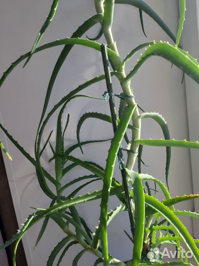 Алоэ древовидное