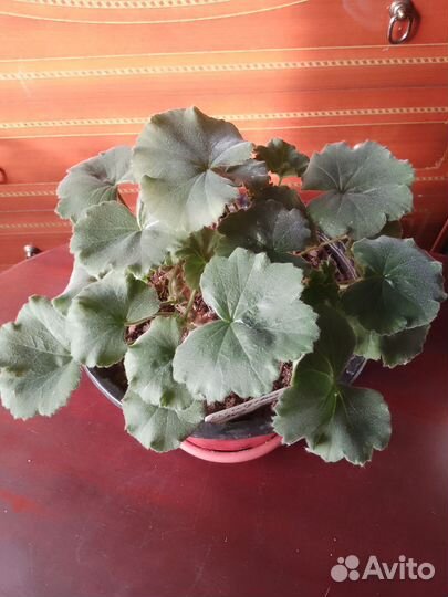 Сортовые пеларгонии, набор