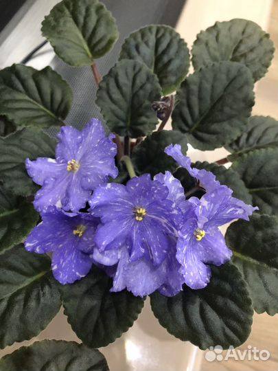 Цветущие фиалки