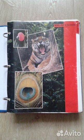 Энциклопедии для школьников 