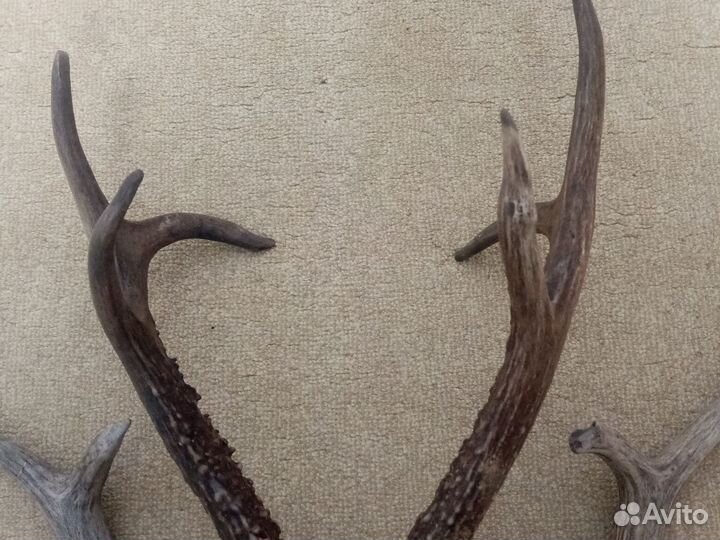 Рога касули сибирской