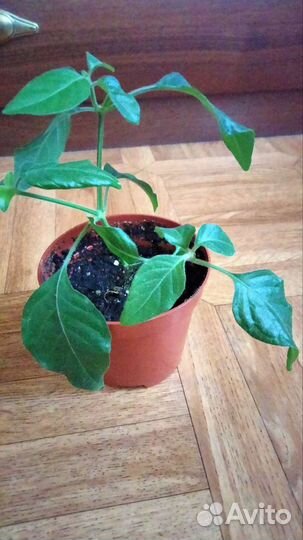 Белопероне вариегатный и с зелёной листвой