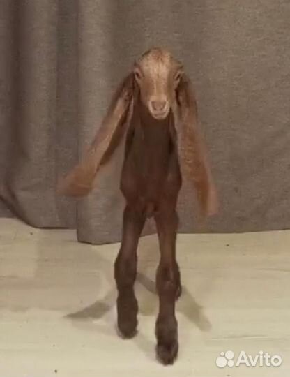 Козлята камори