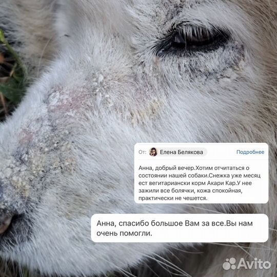 Ветеринарный врач.Онлайн консультация