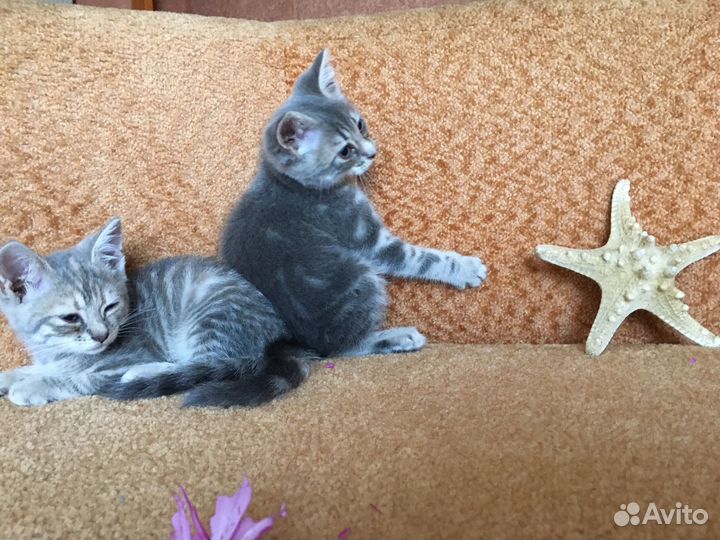 Кошечки-милашки