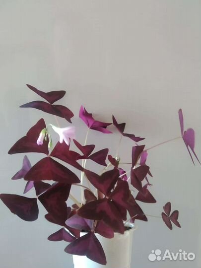 Батерфляй комнатный цветок