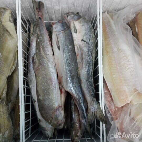 Горбуша н/р 2023г