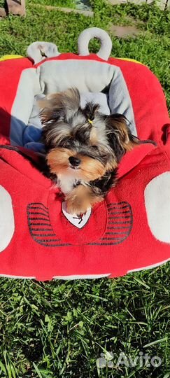 Щенки Йорка