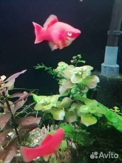 Растения для аквариума