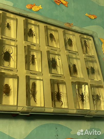 Коллекция насекомых в стекле
