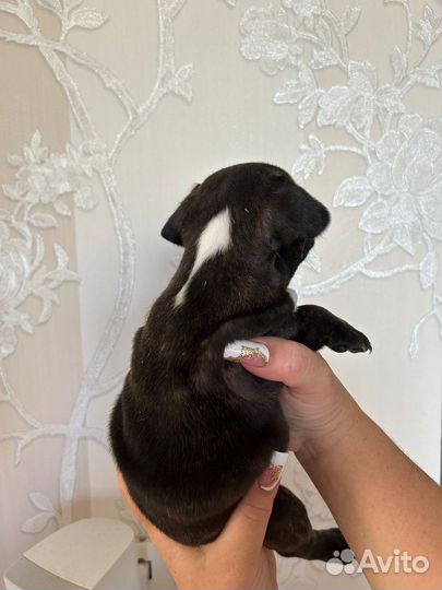 Французский бульдог щенки