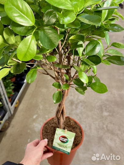 Фикус микрокарпа Моклэйм переплетенный, 100 см