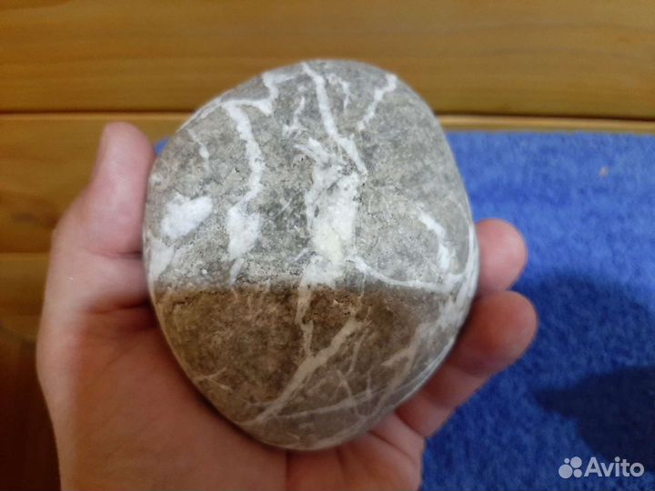 Ракушка океаническая 25 на 21 см