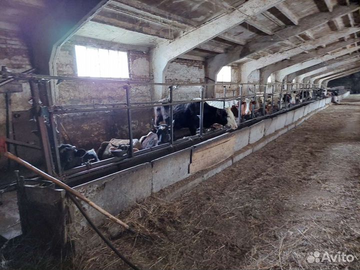 Продаётся Фермерское хозяйство. Сельское хозяйство