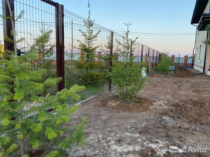 Пихта сибирская