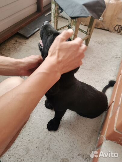 Найдена собака