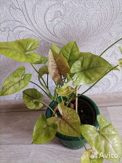 Сингониум Кристмас Мутейшн