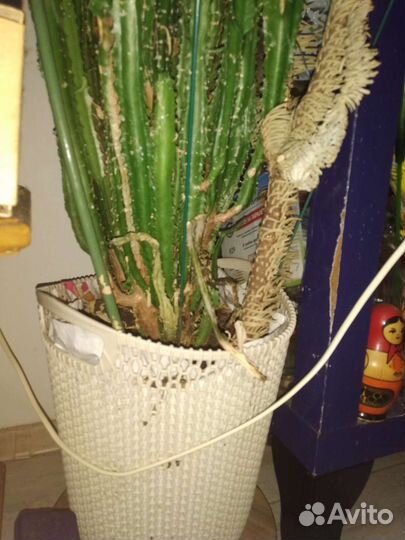 Молочай трехгранный 200 см