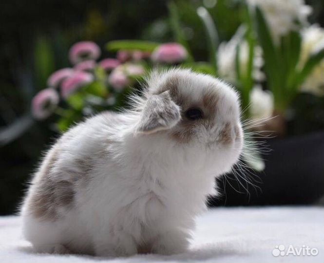 Крликовые Вислоухие Крольчата из Питомника