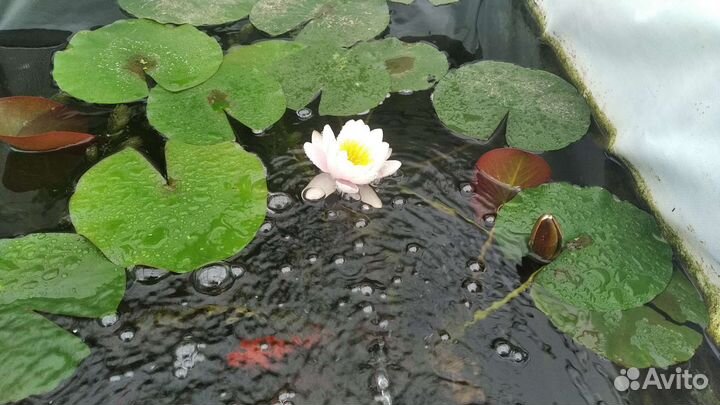 Прудовая рыба и растения