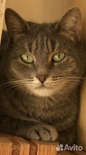 Стерилизованная кошечка